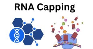 RNA Capping RNA Capping