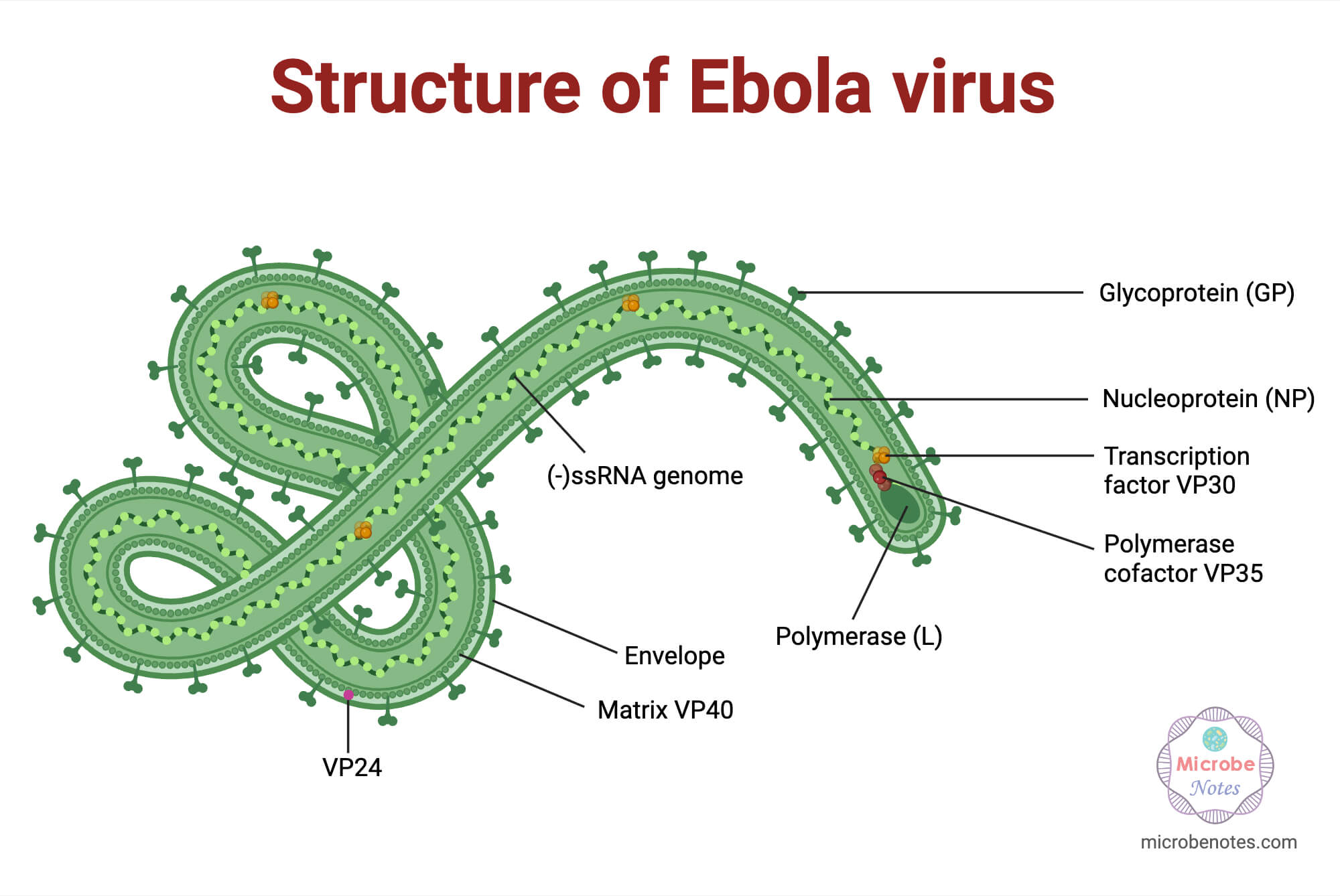 Structure of Ebola Virus Structure of Ebola Virus