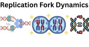Transcription Factors 1 Replication fork dynamics
