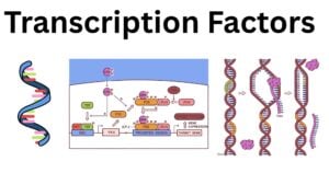 Transcription Factors Transcription Factors