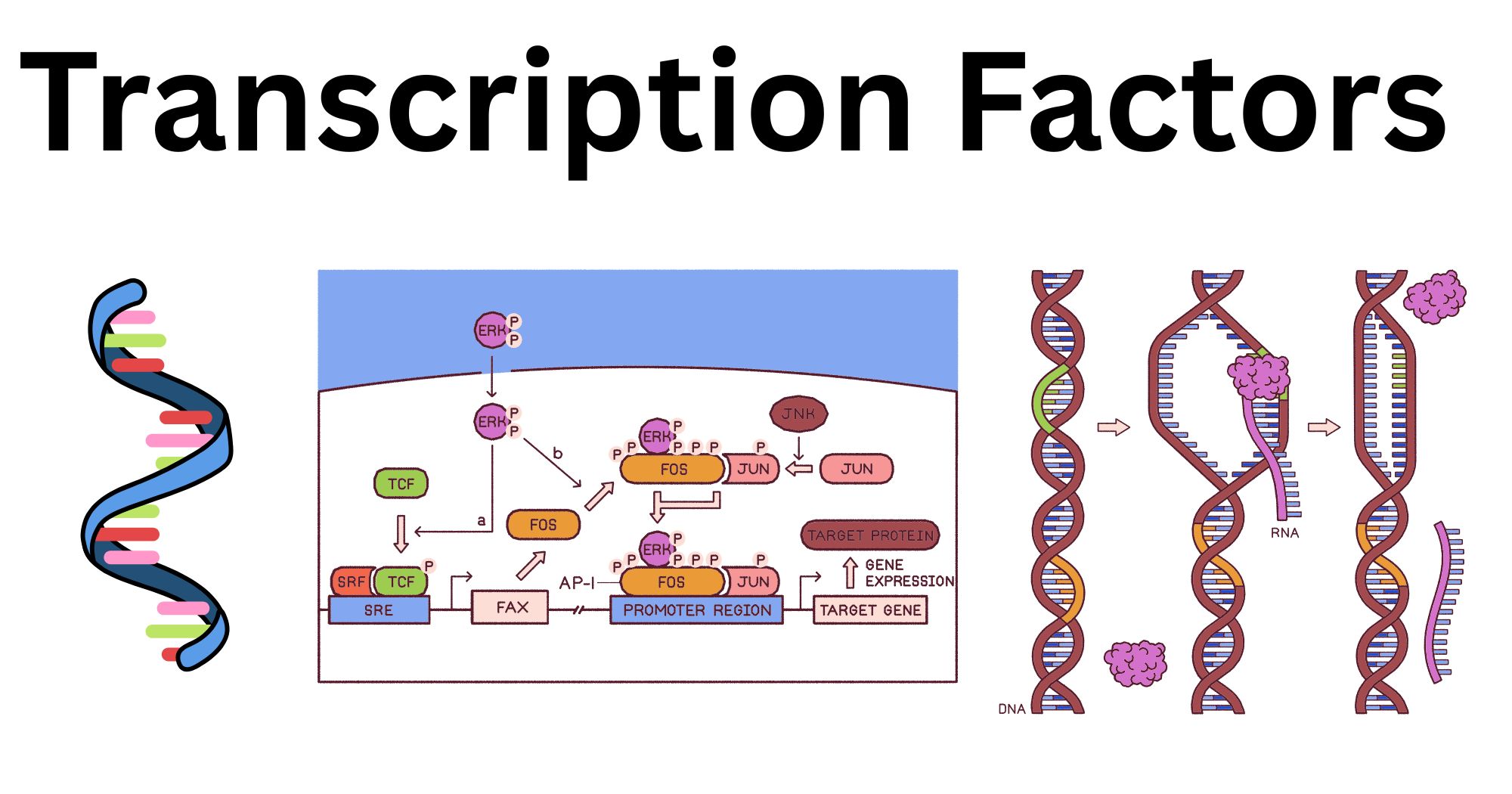 Transcription Factors: Classification, Mechanism of Action