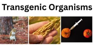 Transgenic Organisms Transgenic organisms