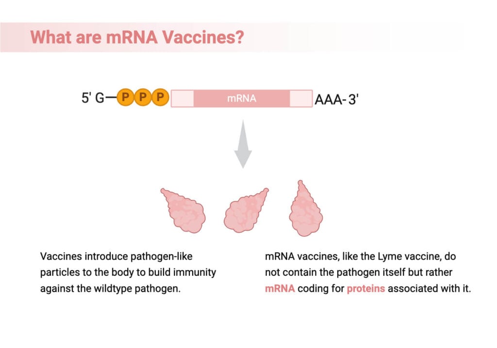 mRNA Vaccines: Structure, Components, Principle, Production, Applications