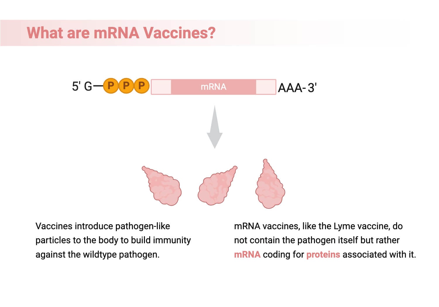 What are mRNA Vaccines What are mRNA Vaccines?