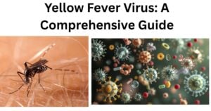 Yellow Fever Virus Yellow Fever Virus