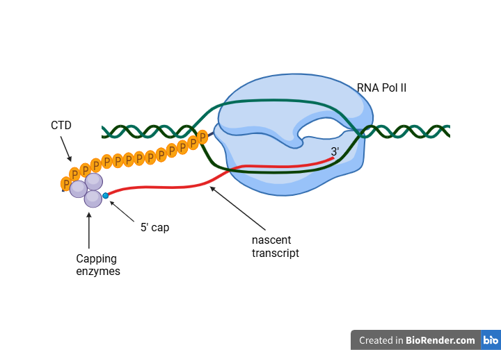 image 1 Co-transcriptional modification in Eukaryotes