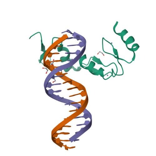 image 10 ZBTB7A Zinc Finger Domain Bound to DNA Duplex Containing GGACCC (Oligo 23).