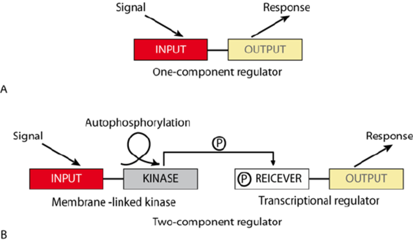 image 10 A. Prokaryotic TFs act via A. One-component system, B. Two-component system.
