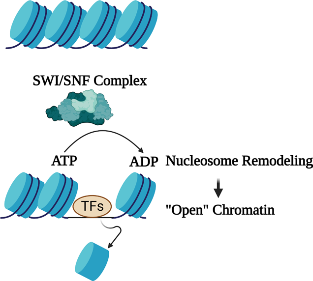 image 11 SWI/SNF complex modulating chromatin accessibility