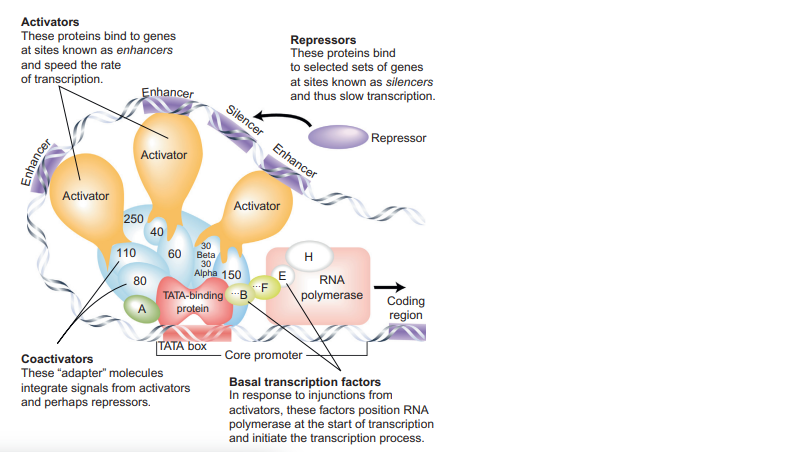 image 12 The transcriptional complex in human cells. TFIIB acts as a bridge between the TFIID (red)- bound promoter and RNA polymerase II
