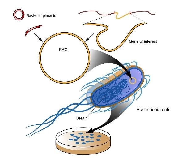 image 13 Bacterial Artificial Chromosomes (BAC)