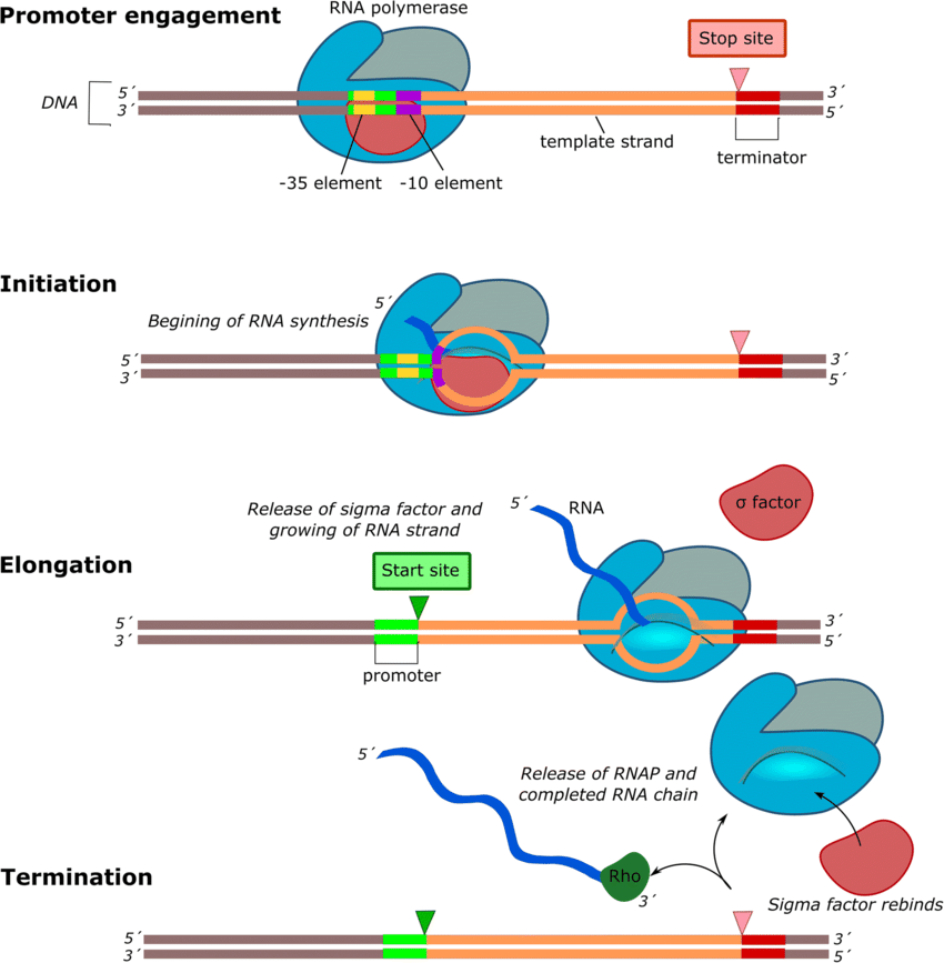 image 13 Graphic representation of the bacterial transcription process