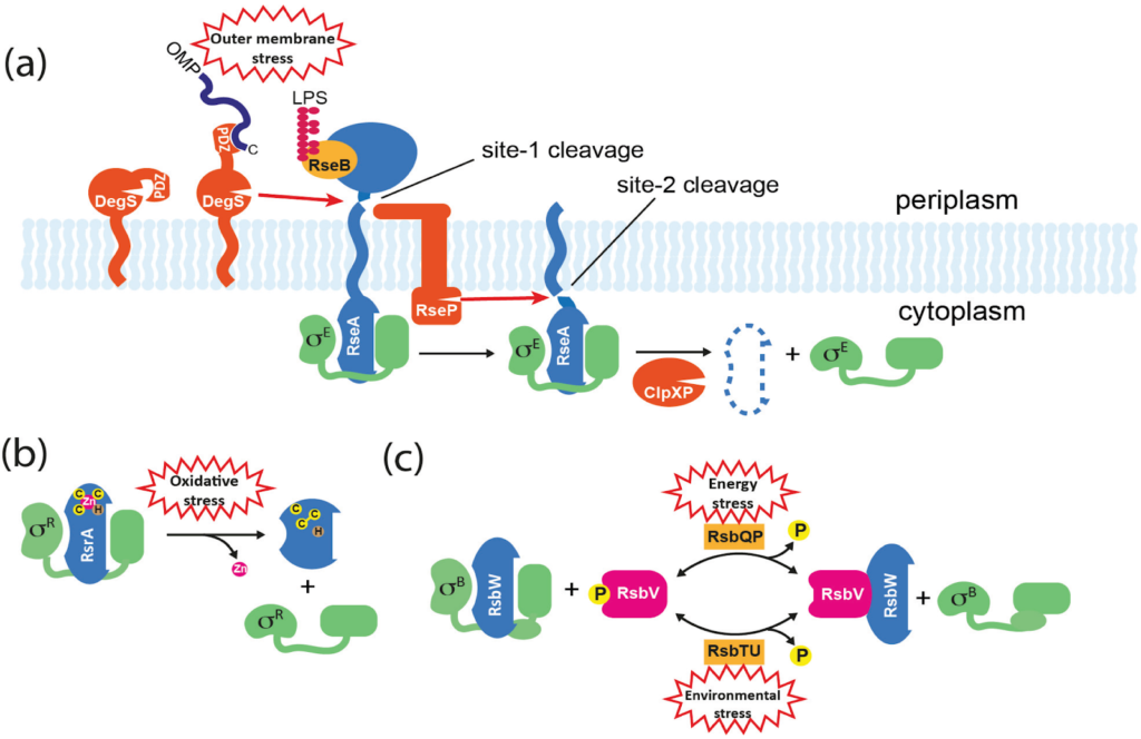 image 14 Mechanisms for σ factor release from anti-σ factors. σB is activated by stress-dependent partner switching. RsbW binds and inactivates σB and RsbV, but stress-responsive phosphatases (RsbTU/RsbQP) dephosphorylate RsbV, allowing it to sequester RsbW and release σB