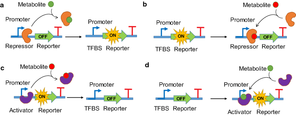 image 18 Metabolites abolish activation by removing the activator