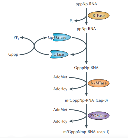 image 2 Conventional RNA-capping pathway found in all eukaryotic species, as well as many large DNA viruses and some dsRNA viruses