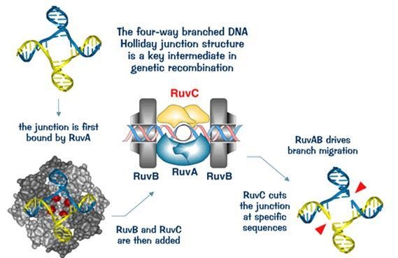 image 21 Mechanism of Holliday junction resolution