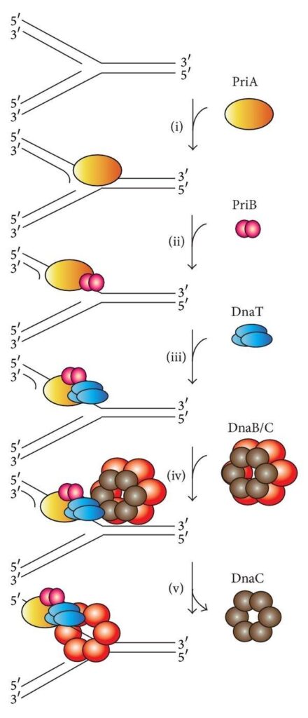 image 22 Mechanism for the replication restart primosome assembly