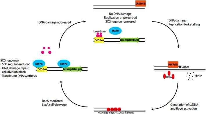 image 24 Schematic representation of the SOS induction process in E. coli