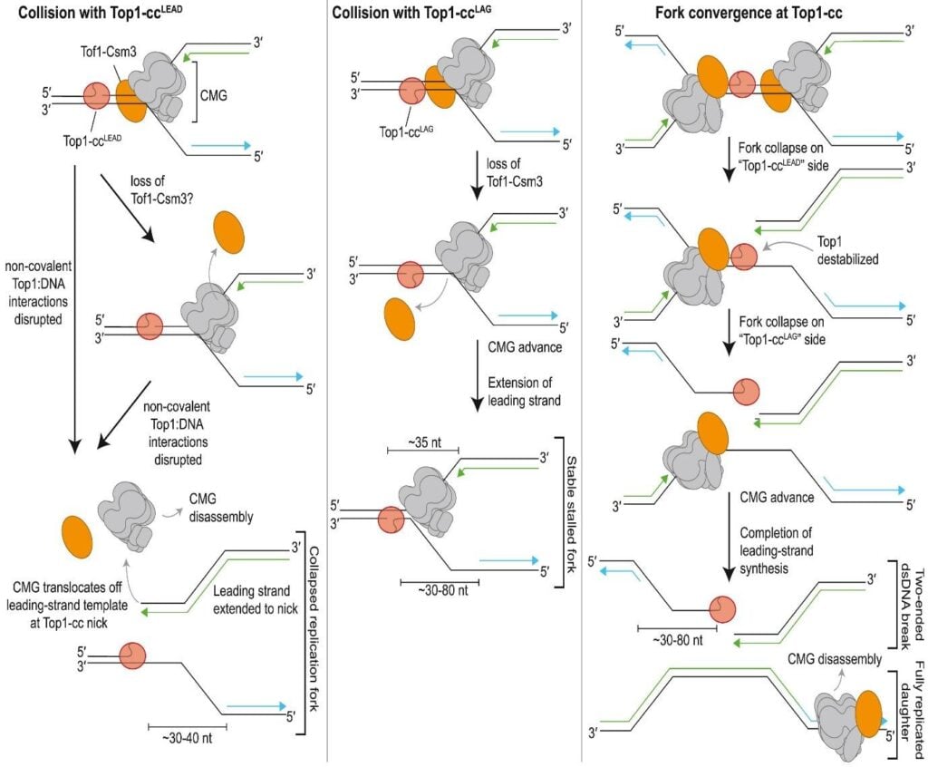 image 25 Replication fork collision with Topoisomerase I cleavage complexes (Top1-cc) and its consequences on fork stability