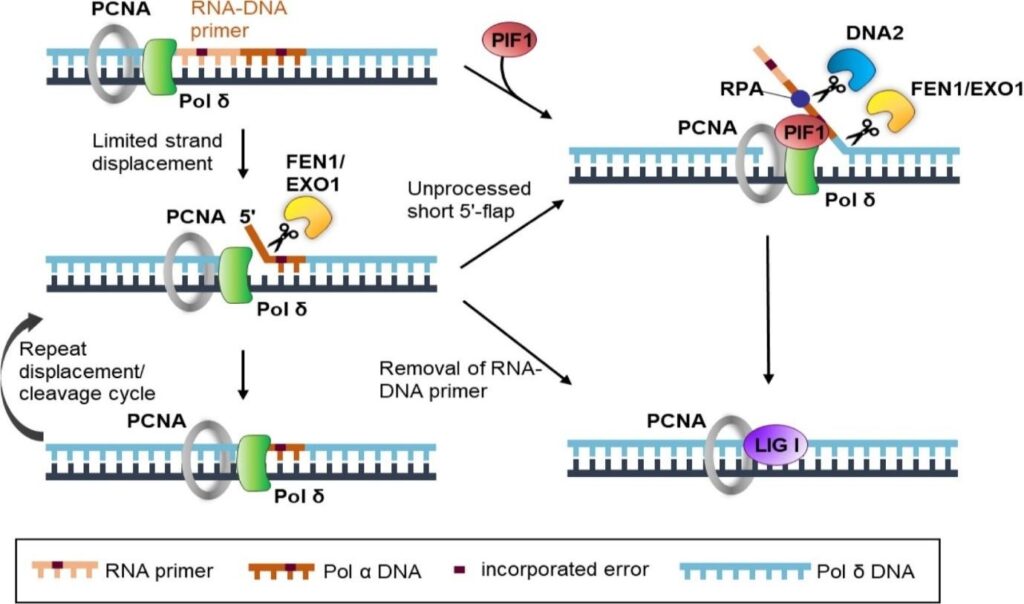 image 26 Okazaki fragment maturation in eukaryotes