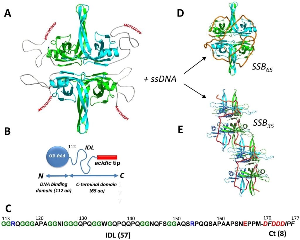image 27 A schematic of one E. coli SSB subunit (177 aa), composed of an N-terminal DNA binding domain, OB fold (112 aa), an intrinsically disordered linker, IDL (57 aa), and an 8-residue conserved acidic tip (DFDDDIPF)