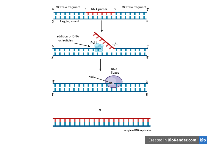 image 27 Okazaki fragment maturation in prokaryotes