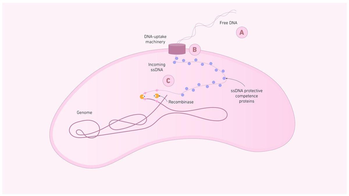image 28 A diagram showing the steps of natural transformation