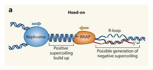 image 29 Formation of R-loop at Head-on conflict in both prokaryotes and eukaryotes