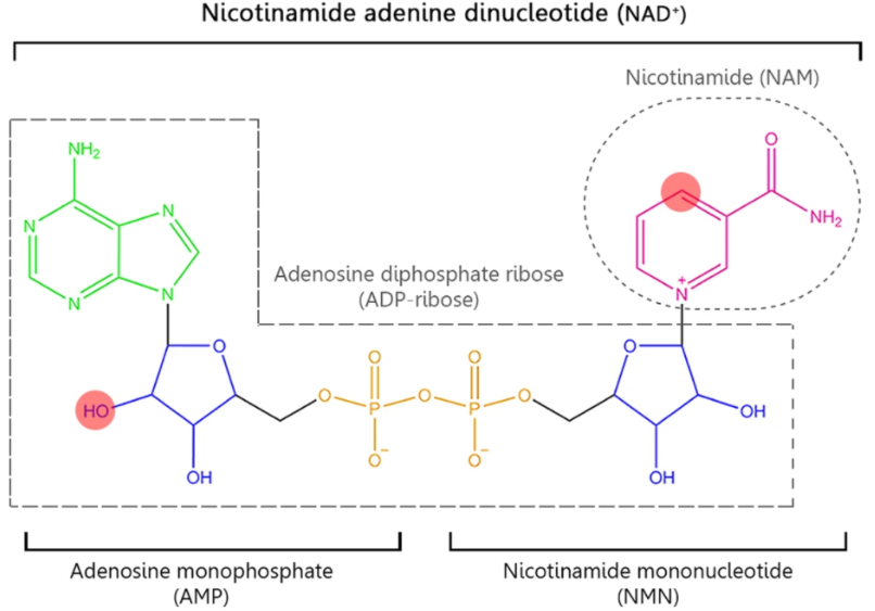 image 3 Structure of Nicotinamide adenine dinucleotide (NAD+)