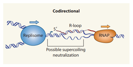 image 30 Formation of R-loop at codirectional conflict in both prokaryotes and eukaryotes