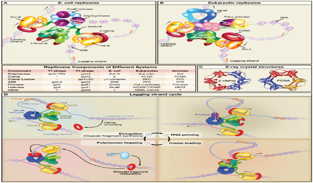 image 31 S. cerevisiae replisome