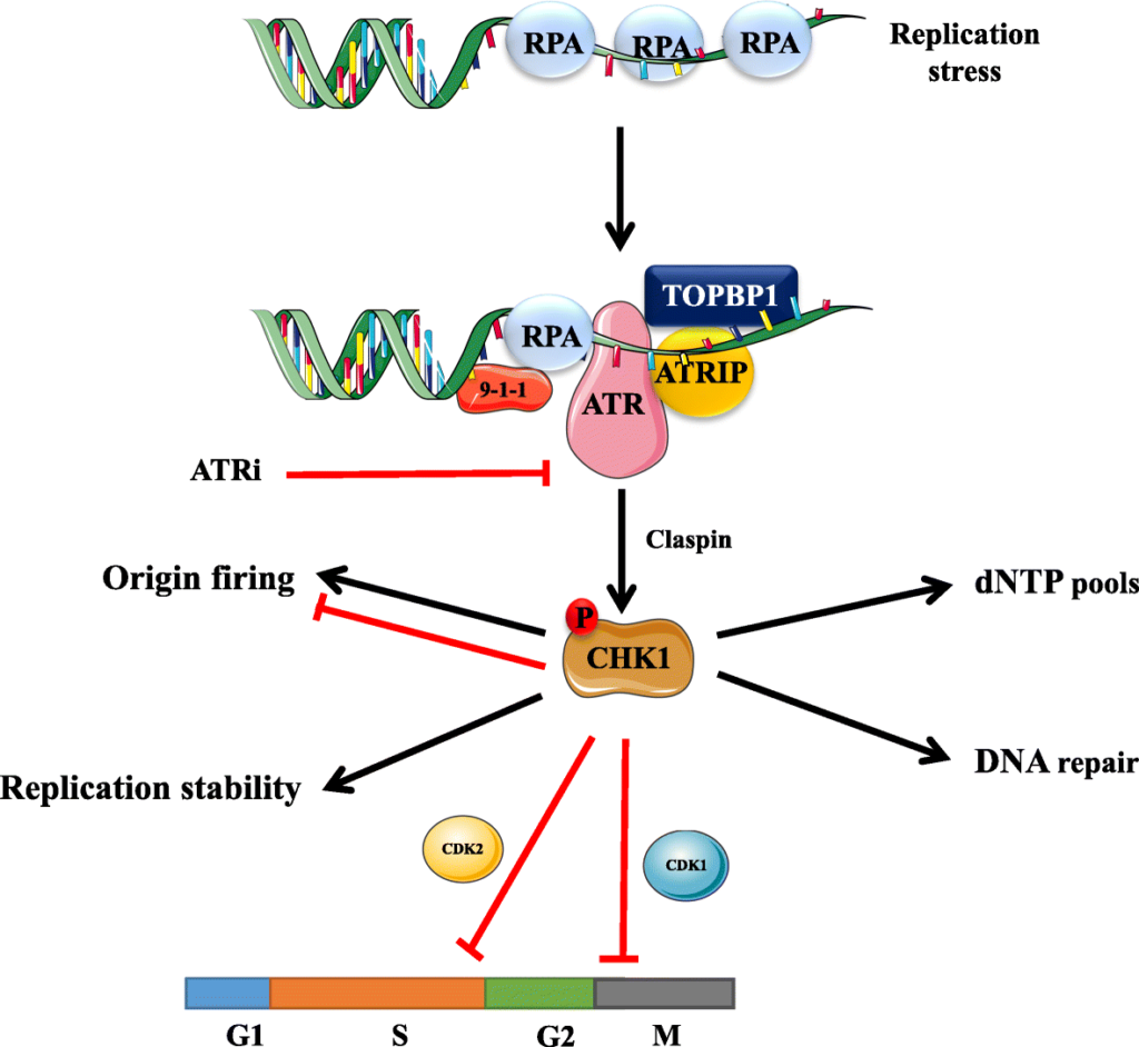 image 32 Replication stress-induced ATR-CHK1 activation