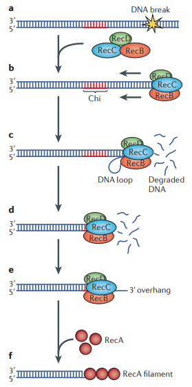 image 33 Processing of DNA ends by RecBCD