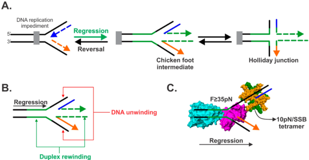 image 34 Fork regression mediated by RecG at stalled replication forks. A. Conversion of the stalled fork into a four-way Holliday junction. B. Coordinated unwinding of nascent DNA strands and rewinding of parental duplex DNA required for fork regression. C. RecG helicase (helicase domains in cyan and wedge domain in purple) recruitment to the stalled site. SSBs (green and orange) bound to ssDNA.