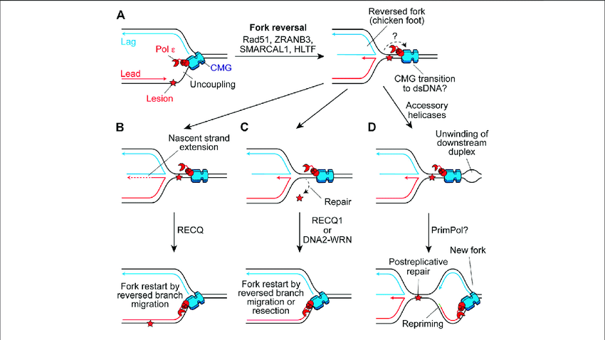 image 36 Rescue mechanism in eukaryotes