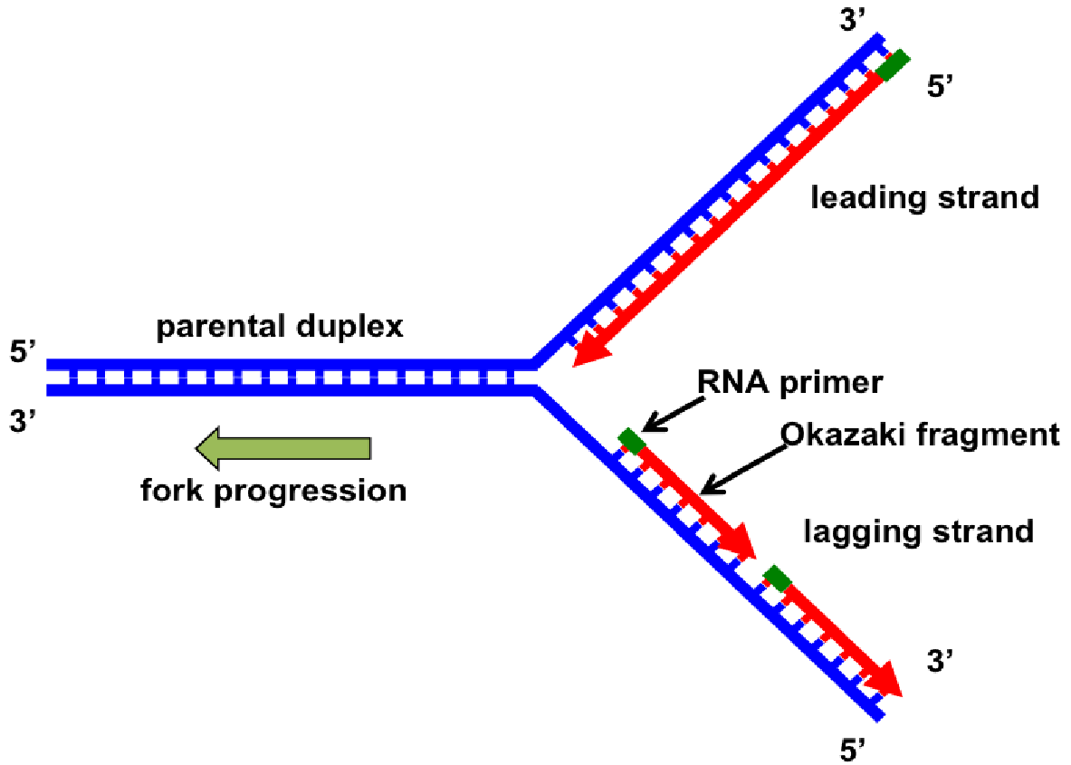 Replication Fork Dynamics