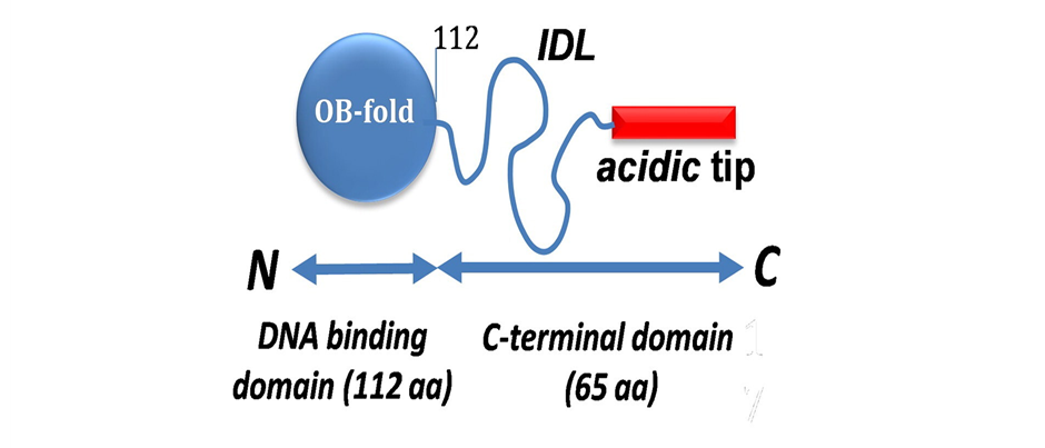 image 38 A schematic of one E. coli SSB subunit (177 aa), composed of an N-terminal DNA binding domain, OB fold (112 aa), an intrinsically disordered linker, IDL (57 aa), and an 8-residue conserved acidic tip (DFDDDIPF)