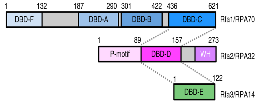 image 39 Schematic of the RPA subunits Rfa1, Rfa2, and Rfa3 that form the RPA complex. The trimerization core domains are highlighted with dotted connections.