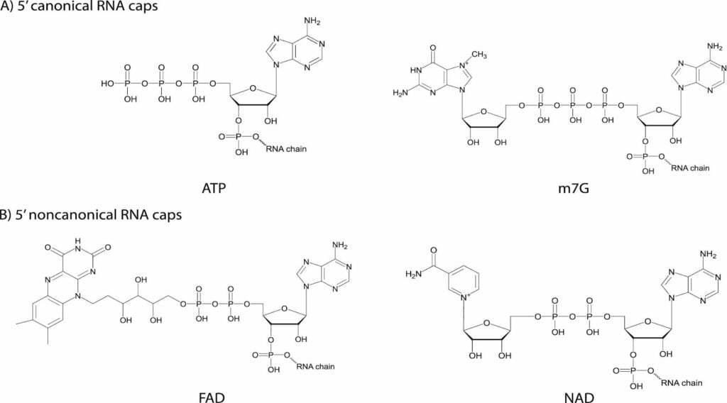 image 4 5' non-canonical RNA caps