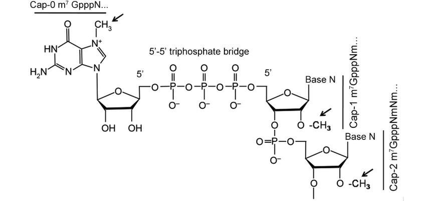 image 4 Structure of 5'-end capped mRNAs