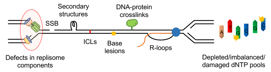 image 40 Sources of DNA replication stress