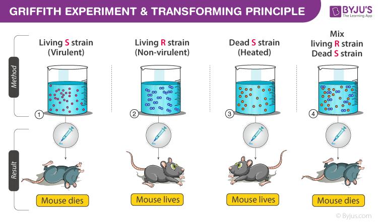 image 42 Griffith’s Experiment Demonstrating the Principle of Bacterial Transformation