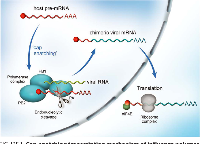 image 5 Cap-snatching transcription mechanism of Influenza polymerase