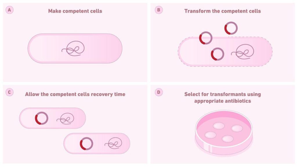 image 51 The steps to generating artificially transformed cells