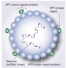 image 58 Structure of Parvovirus B19