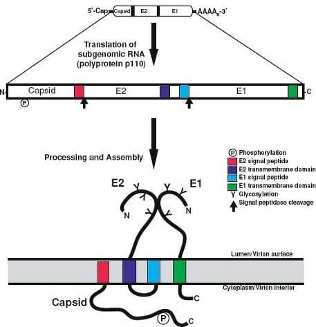 image 59 Genome Organization of Rubella virus
