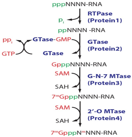 image 6 The sequential enzymatic activities to produce the m7G cap in Eukaryotes