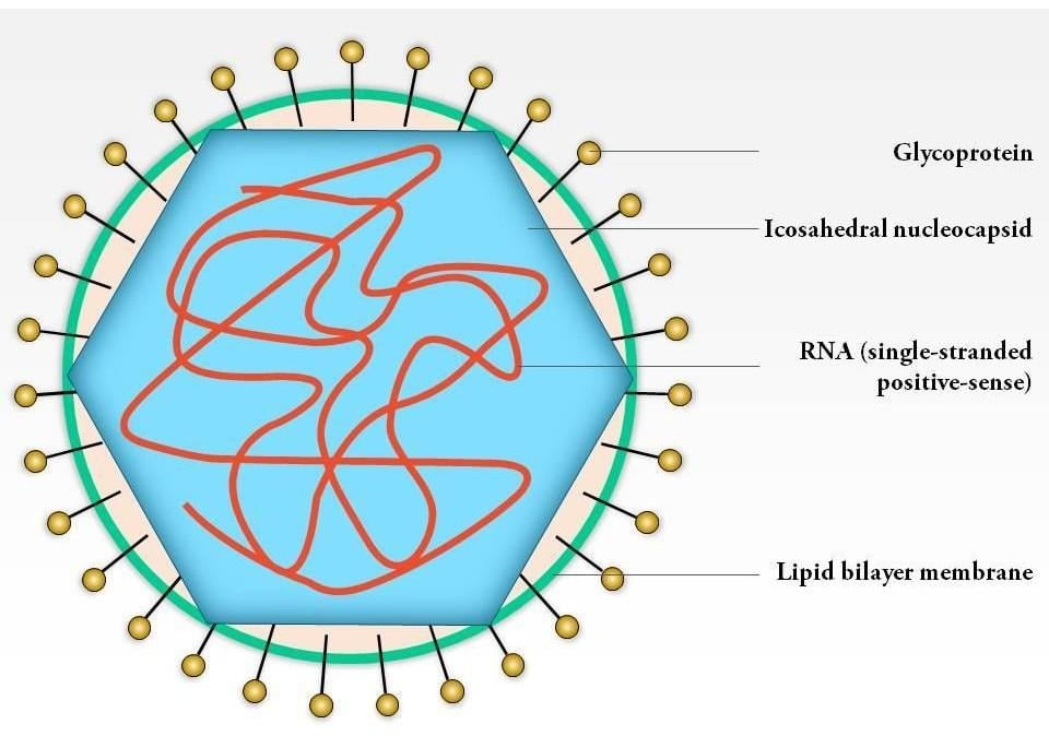 image 60 Structure of the Rubella virus