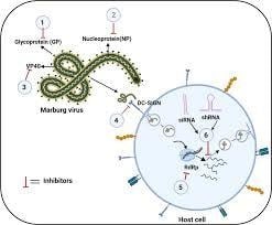 image 61 Replication Cycle of Marburg Virus