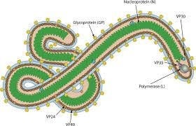 image 62 Structure of Marburg Virus